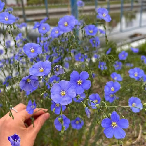 Semi di lino blu, Linum perenne, copertura del terreno serre da balcone semi di esotiche perenni 450pcs