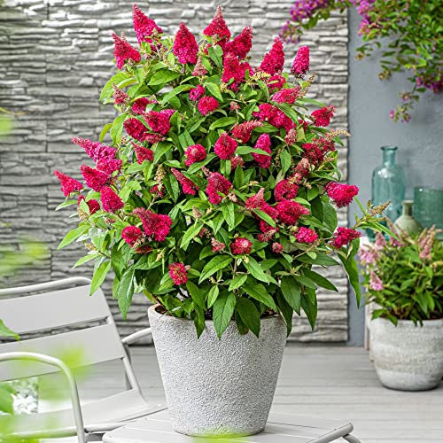 Buddleja Plants Buddleia davidii Dwarf Compact 'Butterfly Candy Little Ruby’ Hardy Shrub Butterfly Bush Red Blooms Easy to Grow Your Own Garden Flowers 1x 9cm Potted Plant by Thompson and Morgan