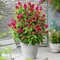 Buddleja Plants Buddleia davidii Dwarf Compact 'Butterfly Candy Little Ruby’ Hardy Shrub Butterfly Bush Red Blooms Easy to Grow Your Own Garden Flowers 1x 9cm Potted Plant by Thompson and Morgan