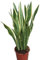 Planta de interior - Planta para la casa o la oficina - Sansevaria - Lengua de suegra variegada - Aprox. 30 cm de alto