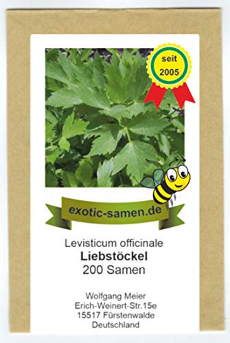 Liebstöckel - Liebstock - Bieneneweide - Levisticum officinale (200 Samen)