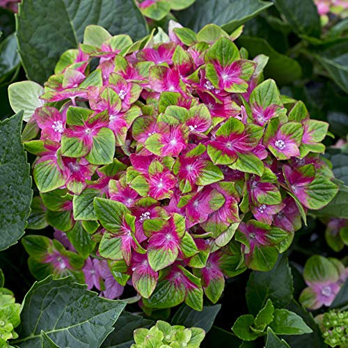 YouGarden Hydrangea 'Glam Rock', Pair of Established Plants in 9cm Pots, Schloss Wackerbath, Ready to Plant