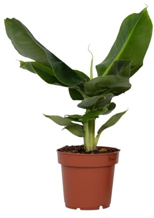 Plant in a Box - Bananier - Musa 'Oriental Dwarf' - Hauteur 25-40cm - Pot 12cm - Plante d’intérieur - Vert