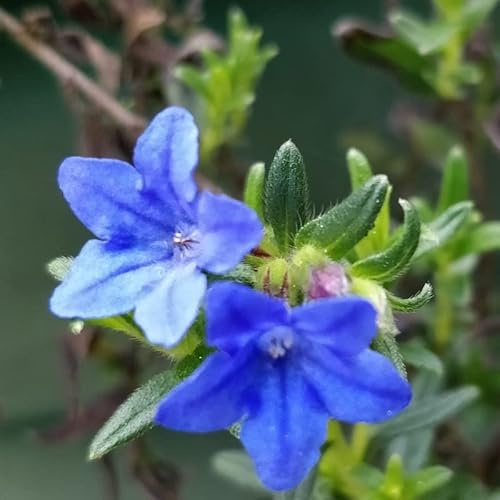 6x stenfrön - Lithodora diffusa Heavenly Blue - 9 x 9 cm kruka - intensiv blå blomma