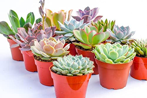 Pack 10 Exóticas Suculentas Plantas Naturales Frescas para Decorar Tu Hogar