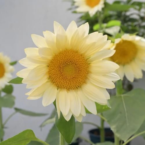 350 Pcs Sonnenblumen Samen - Helianthus Annuus - Wildblumen Balkonblumen, Schnittblumen Samen Sonnenblumensamen Sonnenblumen Saatgut, Kletterpflanzen Winterhart, Bio Saatgut Blumenwiese