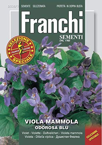 Portal Cool 40 Semi/Seeds Viola Mammola Odorosa blu