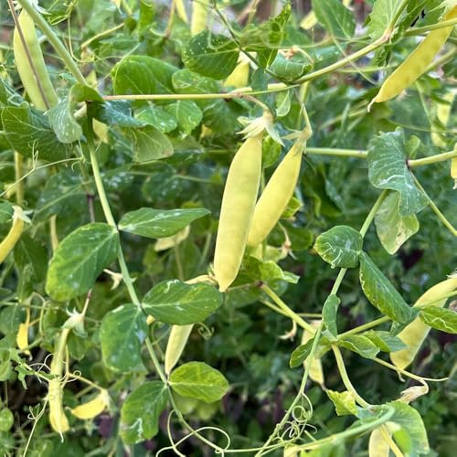 semillas de guisantes para de variedades antiguas de guisantes orgánicos de balcón de invernadero, para 150pcs