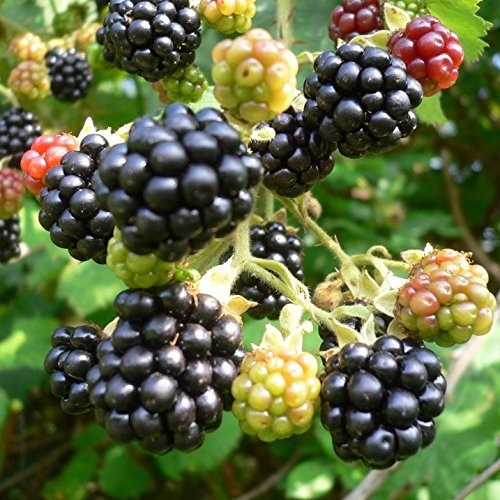 Black Satin, süße Brombeere stachellos ca. 30-40 cm im 2 Liter Topf
