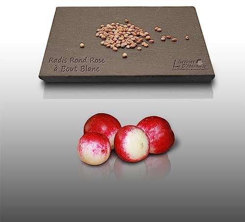 100 graines à semer - Le Grenier d'Abondance - RADIS Rond Rose à bout blanc - Radix