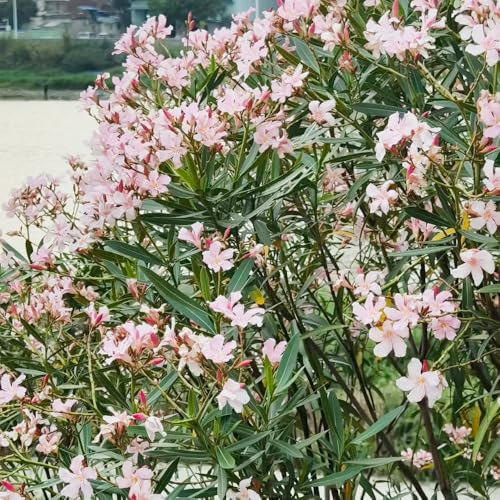 oleander winterhart - samen balkonpflanzen zierbaum winterhart stauden pflanzensamen sträucher winterhart saatgut blumensamen Oleander gartenpflanzen sommerblumen samen gartenblumen 60pcs