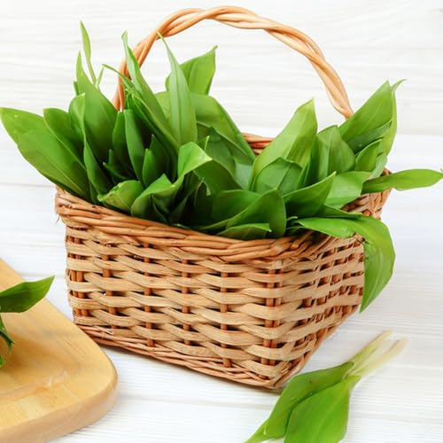 semillas de ajo silvestre de jardín cobertura del suelo ajo silvestre resistentes para camas elevadas, para balcón cocina jardín, exótico 130pcs