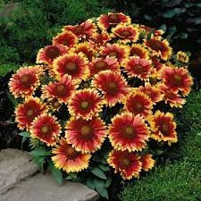 Pack x6 Gaillardia 'Arizona Sun' Perennial Garden Plug Plants