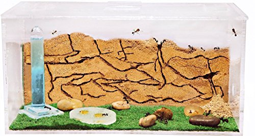 AntHouse.es - Hormiguero Natural de Arena | Kit Inicio Acrílico 20x10x10 cm | Granja de Hormigas | Colonia de Hormigas Incluida