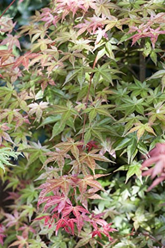 Japanischer Ahorn 'Deshojo' 150-175 cm Topf Acer palmatum winterhart