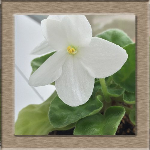 100 Stück usambaraveilchen Samen Mond Bonsai Blumensamen ausdauernde Topfpflanze Samen für Hausgarten