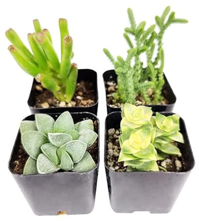 Pack 4 Suculentas Plantas de Fácil Cuidado Perfectas para Principiantes