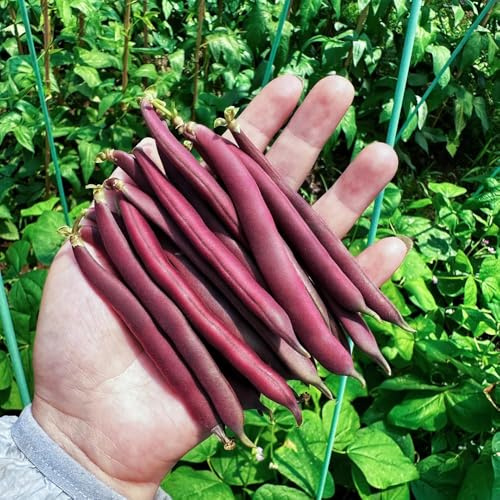 semillas de frijol arbustivo - cubren el suelo balcón 50pcs