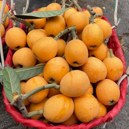 Semi di nespolo giapponese, colonnare da giardino roccioso acquistarere da frutto regali per giardinieri da frutto nani resistenti frutteto vecchie 35pcs