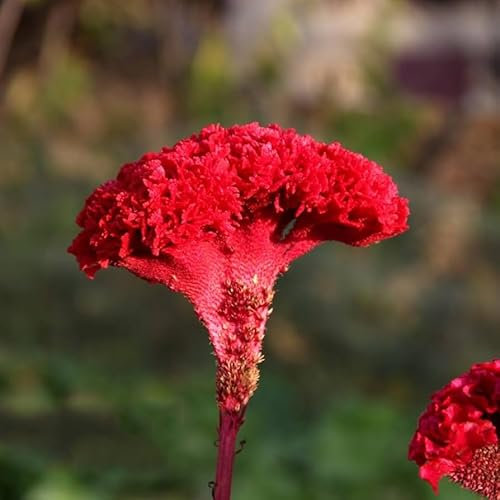 Semillas Amaranto Cresta de Gallo Variada Mix Color