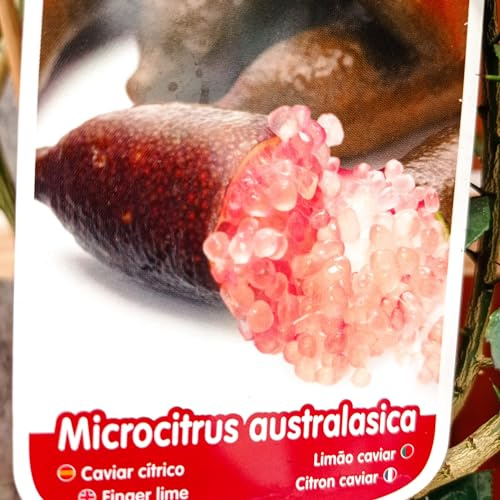 Árbol Caviar CÍTRICO Rojo. Arbol de 2 años. En Maceta plástica. 1,20 cm alt.