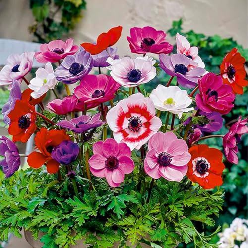 Bloomique - Mix van 50 - Anemone De Caen - Tuinanemoon - Mix van Kleuren - Bloembollen - Voorjaarsbloeiend - Meerjarige Planten - Groeit tot 20-25 cm