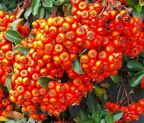 Las semillas de espino de fuego se utilizan como alimento de invierno para pájaros, gran decoración para el otoño y