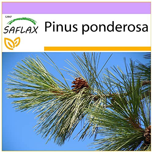SAFLAX - Pino giallo - 20 semi - Pinus ponderosa