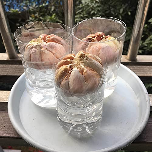 Frisch Bio Steckknoblauch Zwiebel, Zum Pflanzen GemüSe Alte Rasse Samen Elefanten Knoblauch Im Garten Pflanzen Pflanzknoblauch Winterknoblauch, Balkon Zierpflanzen, Hydroponischer Anbau 3 Zwiebeln