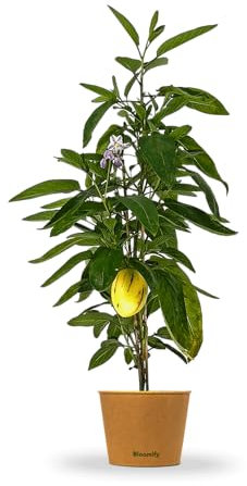 Bloomify® Melonenbirne Melanie | 20 bis 30 cm große ertragreiche Birnenmelonen Pflanze | selbstfruchtende und pflegeleichte Pepino für Garten oder Topf | besonders süße Früchte