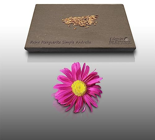 100 graines de Fleurs à semer - Le Grenier d'Abondance - REINE MARGUERITE Simple Erigée Andrella - Callistephus chinensis