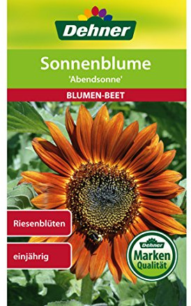 Dehner - Sementi per Fiori, Girasole Abendsonne, Confezione da 5 (5 x 4 g)