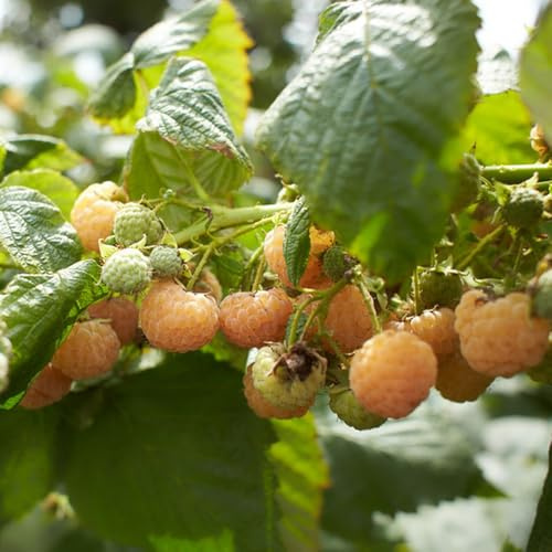 semi di lampone, giardino di Rubus idaeus, biologici colonnari per luoghi soleggiati Gli da frutto nani sono resistenti 50pcs