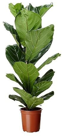 Ficus Lyrata Higuera Hoja Violín Árbol de Interior Natural Buen Tamaño