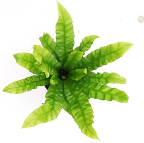POWERS TO FLOWERS - FELCE, ASPLENIUM CRISPY WAVE, VASO 12cm Diametro, pianta vera