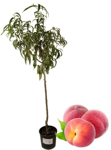 P. Piantine da Orto | Pesco Bianco Precoce, Pianta in Vaso Diametro 22 cm, Pianta Pronta per Il Trapianto, Pianta Vera, Frutta da Mangiare, Vivaio Italiano
