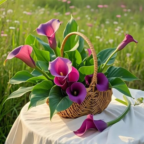 calla lilien zwiebeln - Zantedeschia aethiopica - blumen für garten zwiebelblumen zwiebel balkonpflanzen winterhart mehrjährig blumenzwiebeln kaufen balkonblumen exotische pflanzen 2pcs