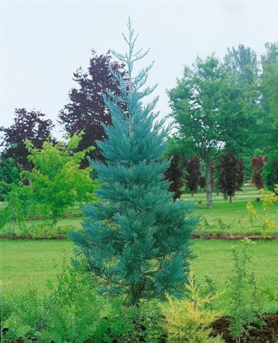 Mammutbaum 'Glaucum' 60-80 cm Topf Sequoiadendron giganteum winterhart