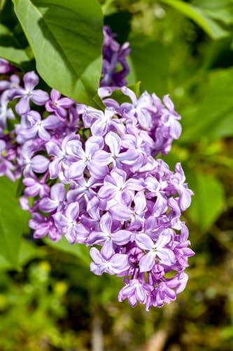 Syringa vulgaris 'Nadezhda' 60–80 cm – Winterhart, Mehrjährig, Pflegeleicht – Flieder – Heckenpflanze für Garten & Sichtschutz
