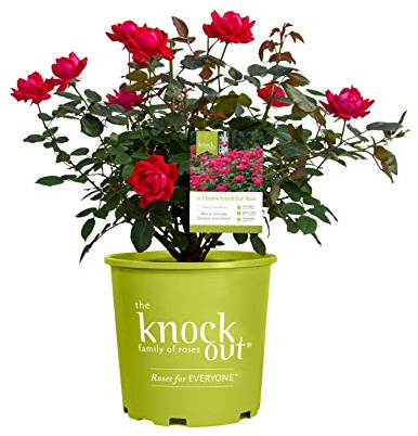 Knock Out Rose - Double Knock Out #1