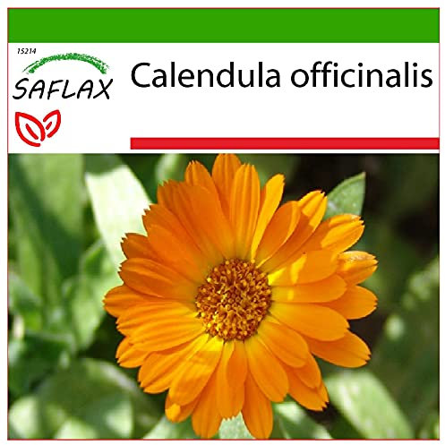 SAFLAX - Souci - 50 graines - Avec substrat - Calendula officinalis