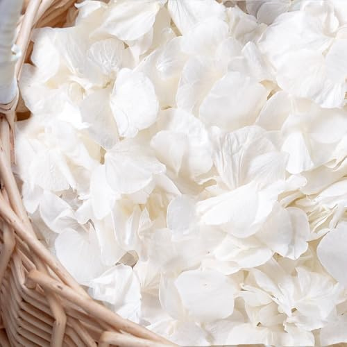 Más de 3000 pétalos de hortensias secos de color blanco marfil real, pétalos de flores blancas cremosas 100% naturales para confeti de boda, decoración nocturna romántica, manualidades DIY (60,1 g)