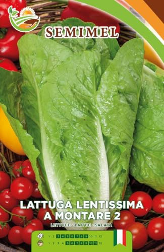 Lattuga Romana Lentissima a Montare - Semi di Lattuga Romana Compatta, Cespo Eretto e Biondo Lucente, Facile Coltivazione 2 confezioni