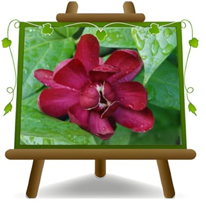 EURO PLANTS VIVAI Calicantus Calicanto Calycanthus Floridus Glauca | pianta ornamentale ideale per giardini, aiuole e bordure - vaso 18 cm altezza 40~50 cm