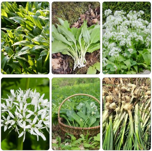 ajo silvestre resistentes Camas elevadas para el jardín semillas ajo silvestre jardín del balcón interior exóticas semillas 800pcs