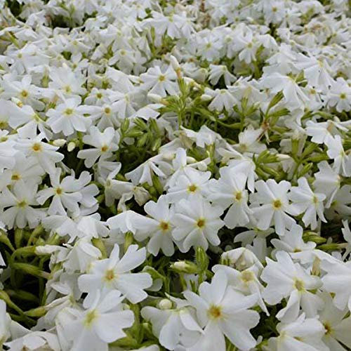 6 x Phlox Subulata 'Calvides White' - Perenni Vaso 9cm x 9cm