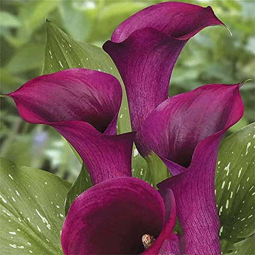 Fiori da Balcone e Giardino-Bulbi calle giganti | Calla Miste | Bulbi di fiori a fioritura estiva |piante di colore misto