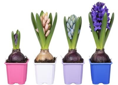 Pack Natural DECOALIVE Cuatro Jacintos Aromáticos Ideal para Crear Ambientes Cálidos y Llenos de Color