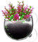 Senermter Plantador de Peces hidropónicos, plantador de Taza de succión - Copa de Planta de Acuario de succión,Plantador de Agua Transparente extraíble para Vibrantes Decoraciones de Hydroponics Live