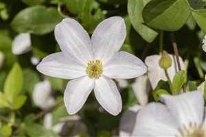 Clematis viticella 'Huldine' Waldrebe Kletterpflanze im Topf gewachsen (60-100cm)